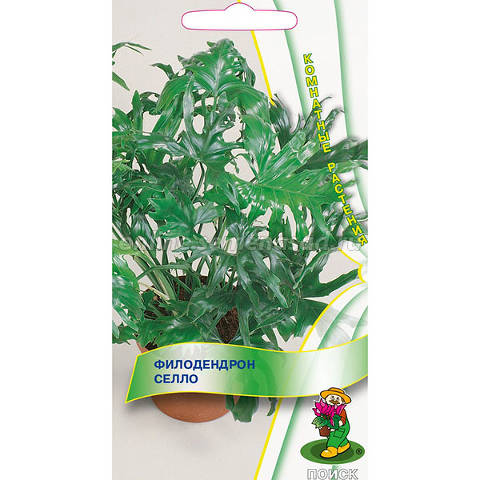 Комнатное растение, Филодендрон селло, 3шт, ПОИСК