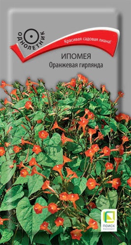 Семена цветов Ипомея Оранжевая гирлянда, 0,3гр, ПОИСК