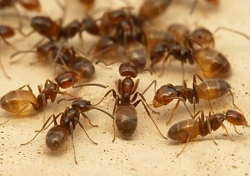 Избавляемся от муравьев.
