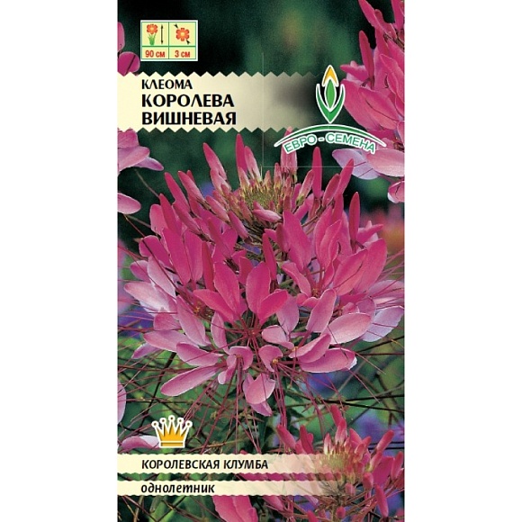 Семена цветов, Клеома Королева вишневая, 0,3 гр, ЕВРО-СЕМЕНА