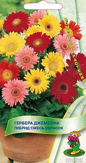 Семена цветов, Гербера Джемсона Гибрид смесь окрасок, 10 шт, Поиск