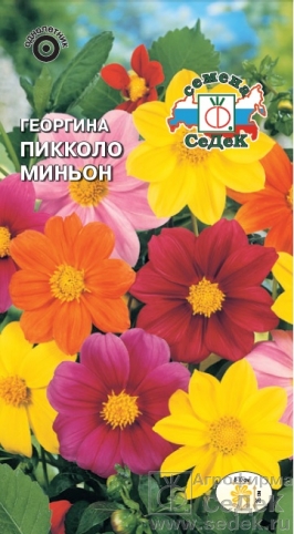 Семена цветов, Георгина Пикколо миньон карликовая смесь цветов Евро, 0,2 гр, Седек
