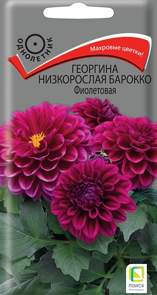 Семена цветов, Георгина низкорослая Барокко Фиолетовая, 0,1гр, ПОИСК