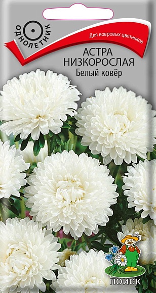 Семена цветов, Астра низкорослая Белый ковёр, однолетняя, 0,2гр, ПОИСК